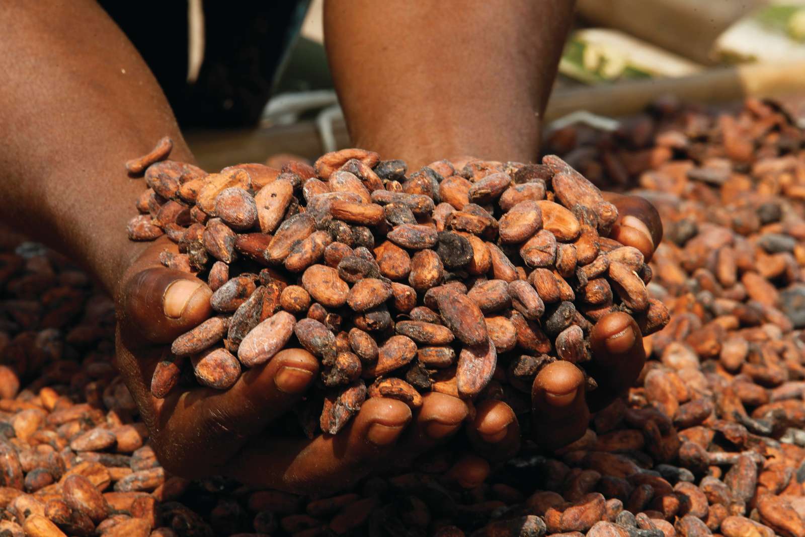Kakaobonde med en håndfuld kakaobønner