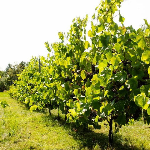 Vores vinmark